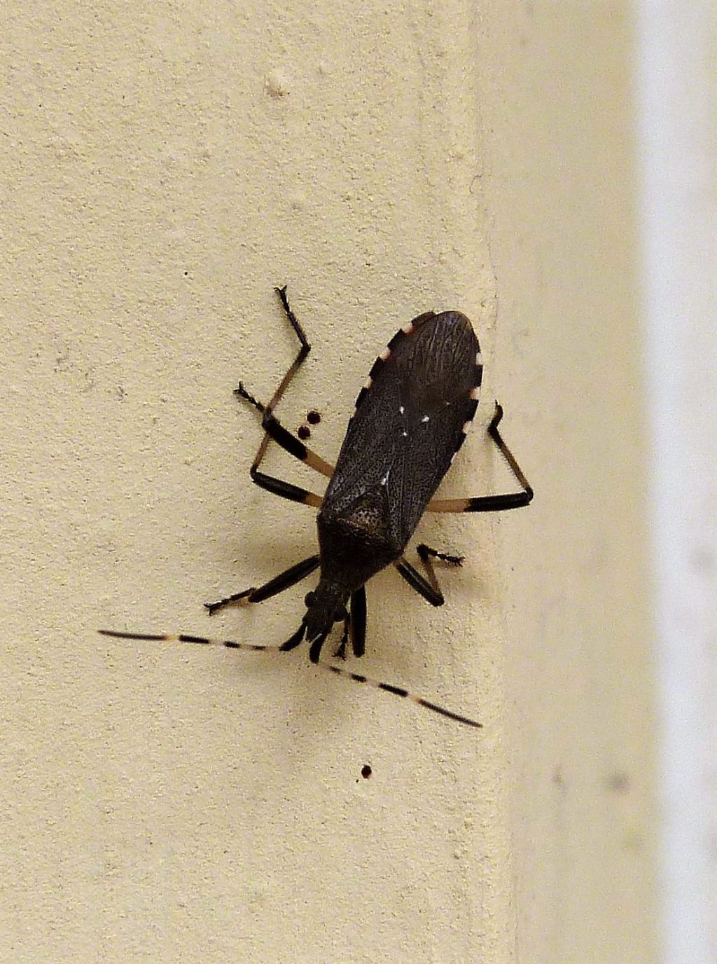 Dicranocephalus agilis?