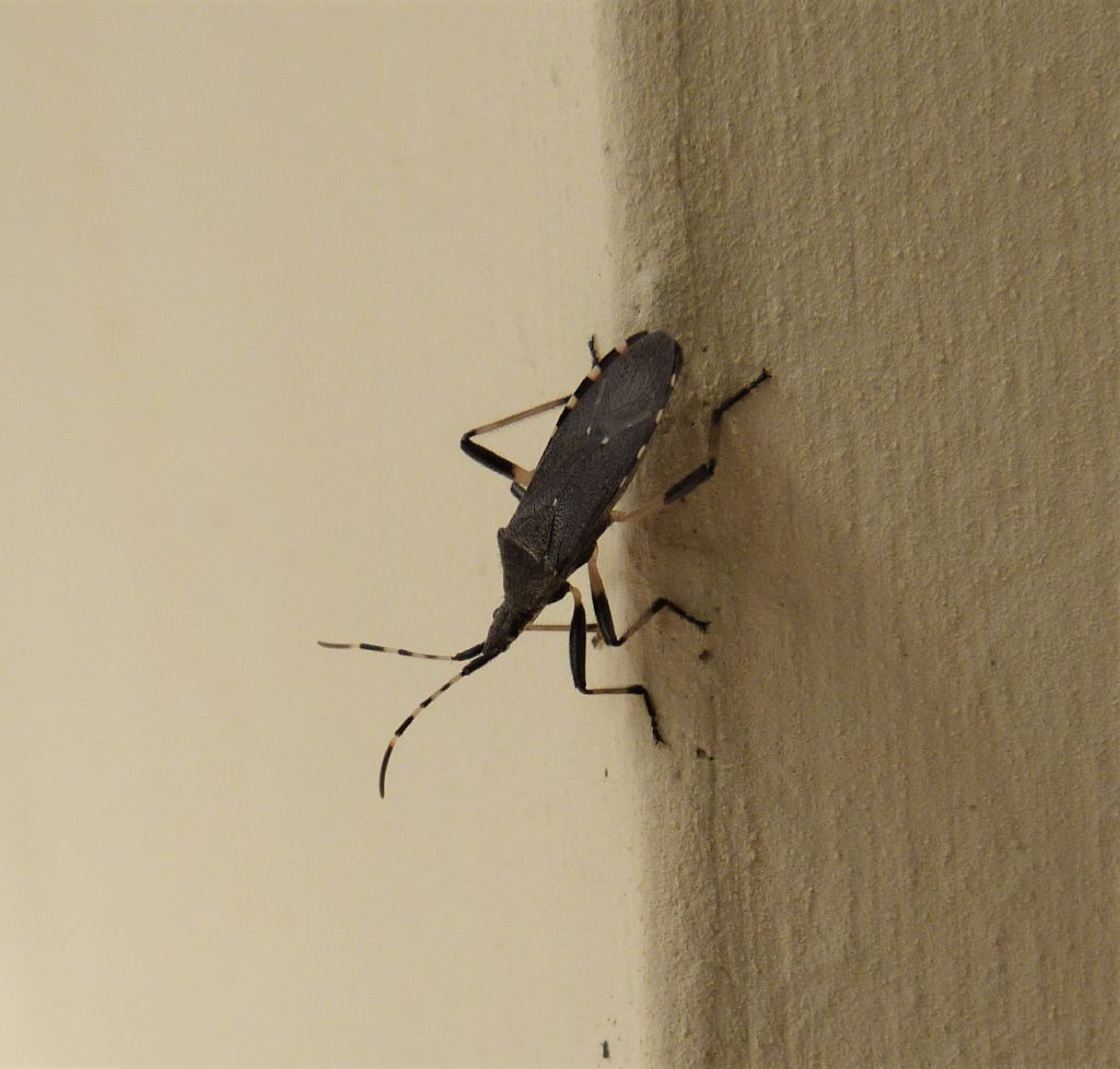 Dicranocephalus agilis?