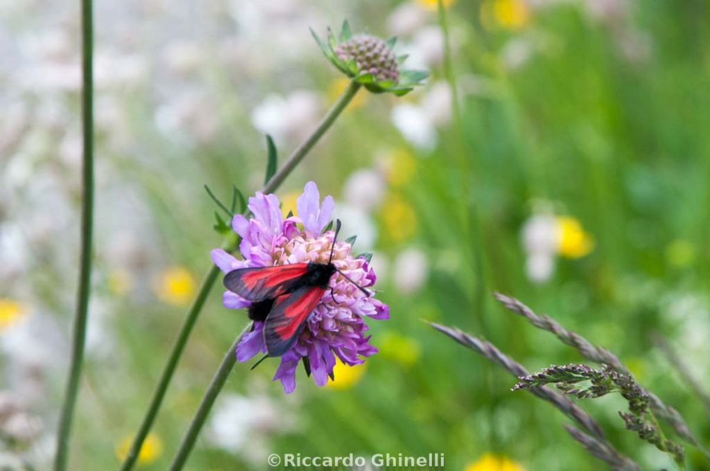 Una piccola Zigena da determinare: Zygaena osterodensis