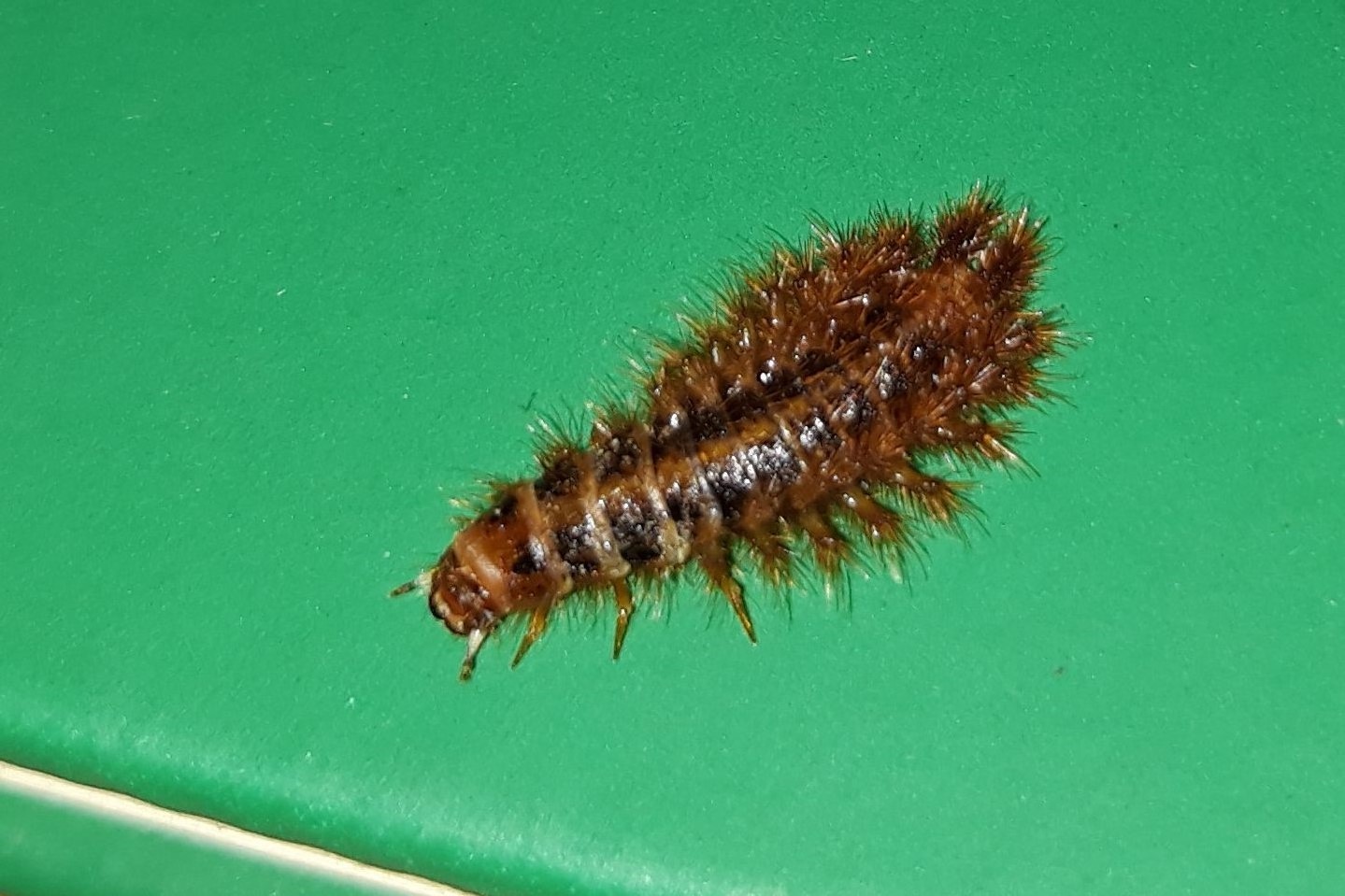Larva da id.: Drilus flavescens