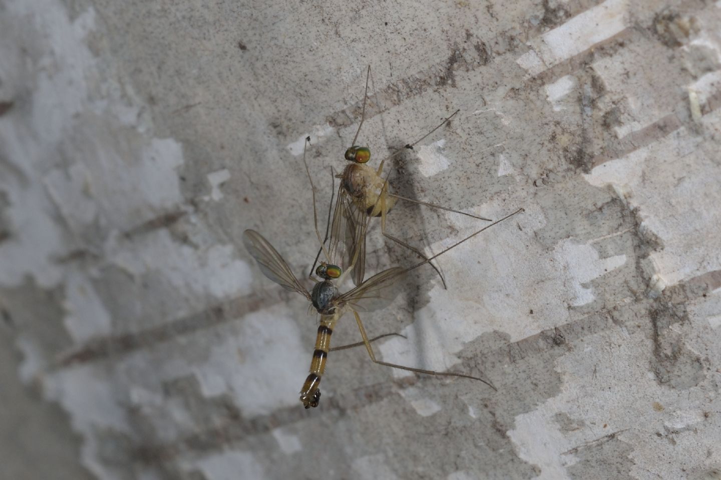 Dolichopodidae: coppia di Neurigona quadrifasciata