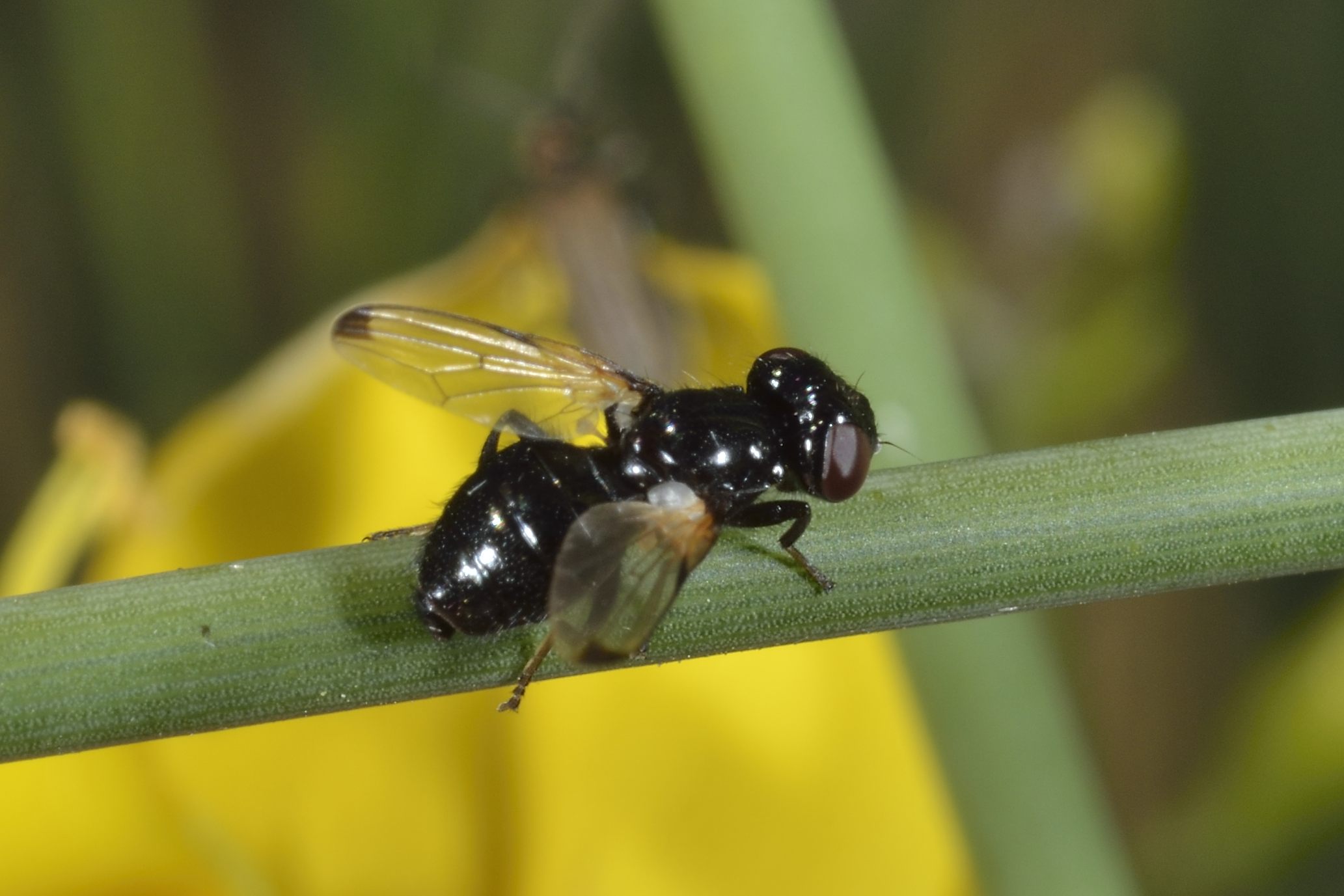 Ulidia apicalis (Ulidiidae)