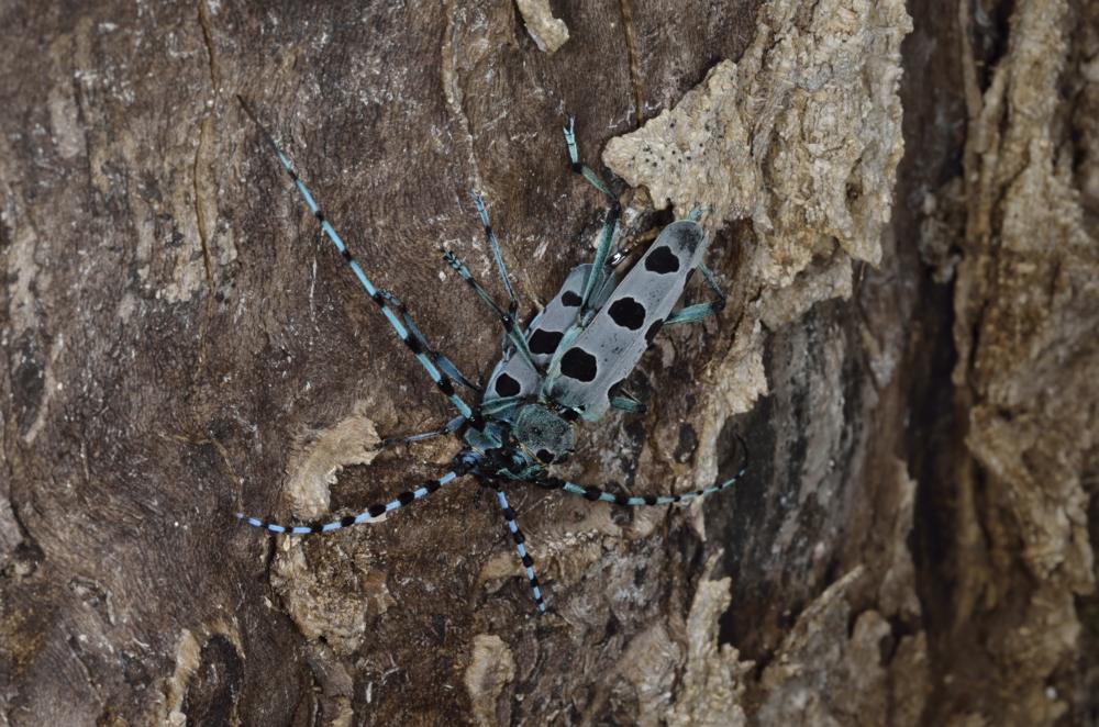 Rosalia alpina in accoppiamento
