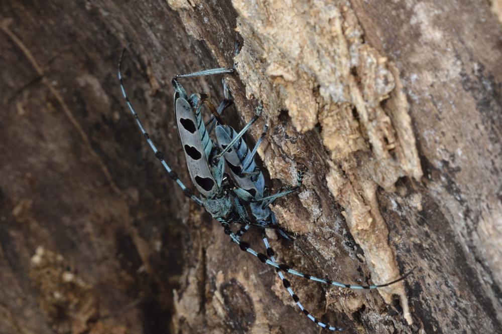Rosalia alpina in accoppiamento