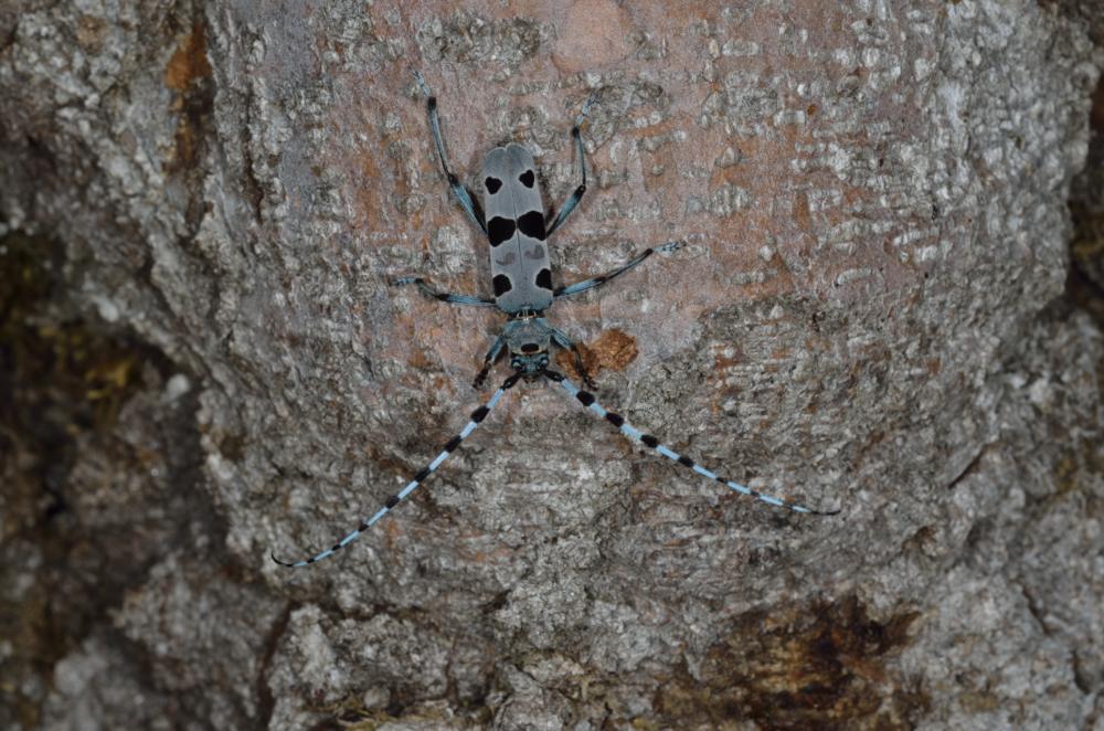 Rosalia alpina in accoppiamento