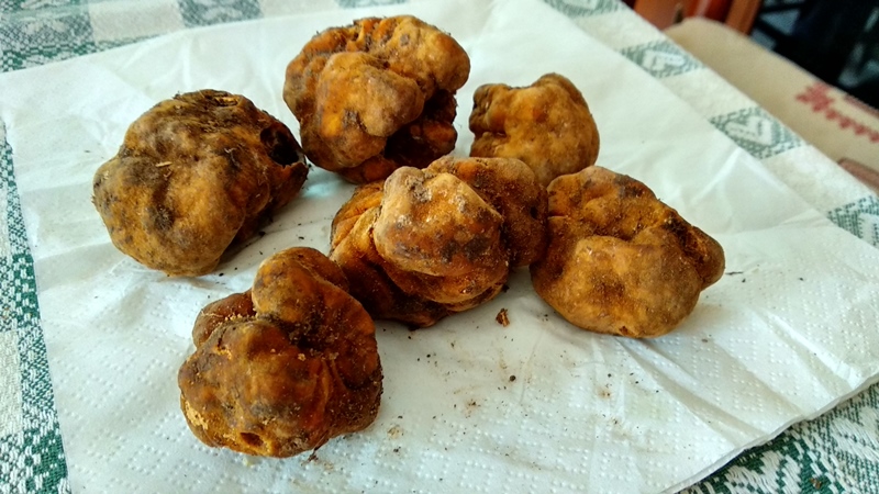 Tartufi da identificare
