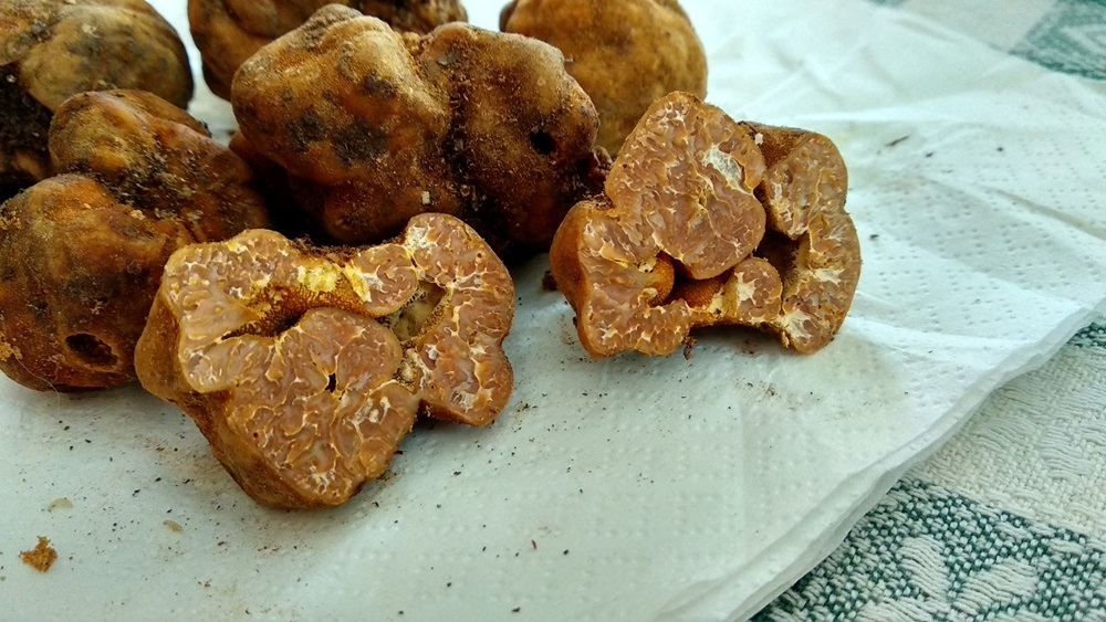 Tartufi da identificare