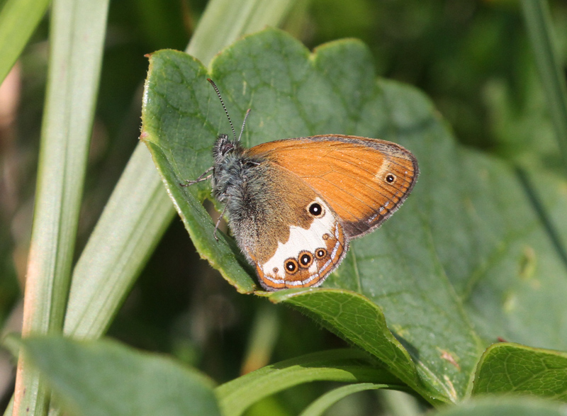 da determinare - Coenonympha arcania