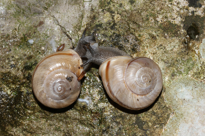 Chilostoma cingulatum ?