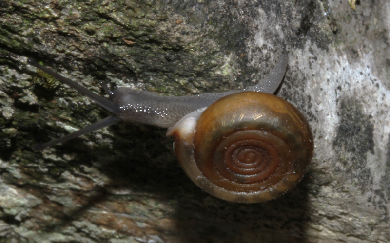 Nuova chiocciola da ID