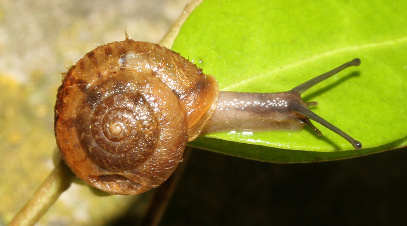 chiocciolina da determinare