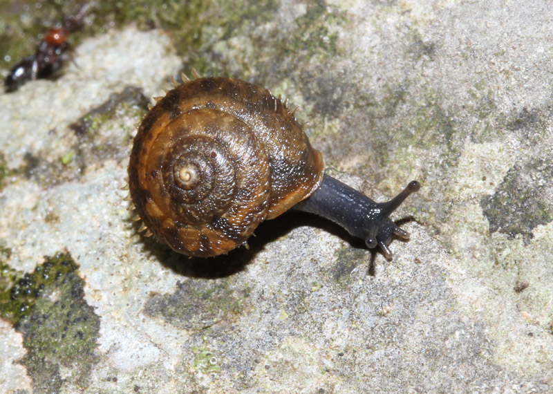 chiocciolina da determinare