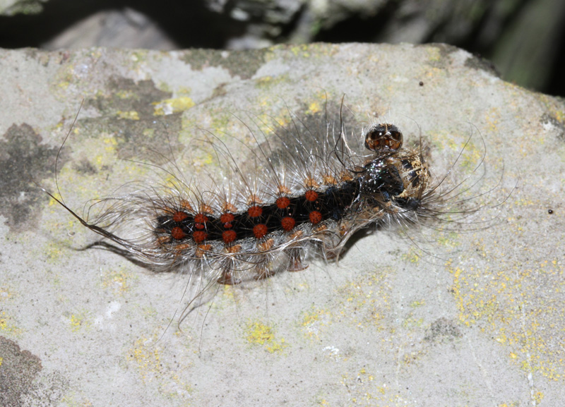 Bruco da identificare - Lymantria dispar