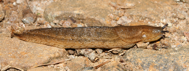 Arion subfuscus (Draparnaud, 1805) da Val Marcia
