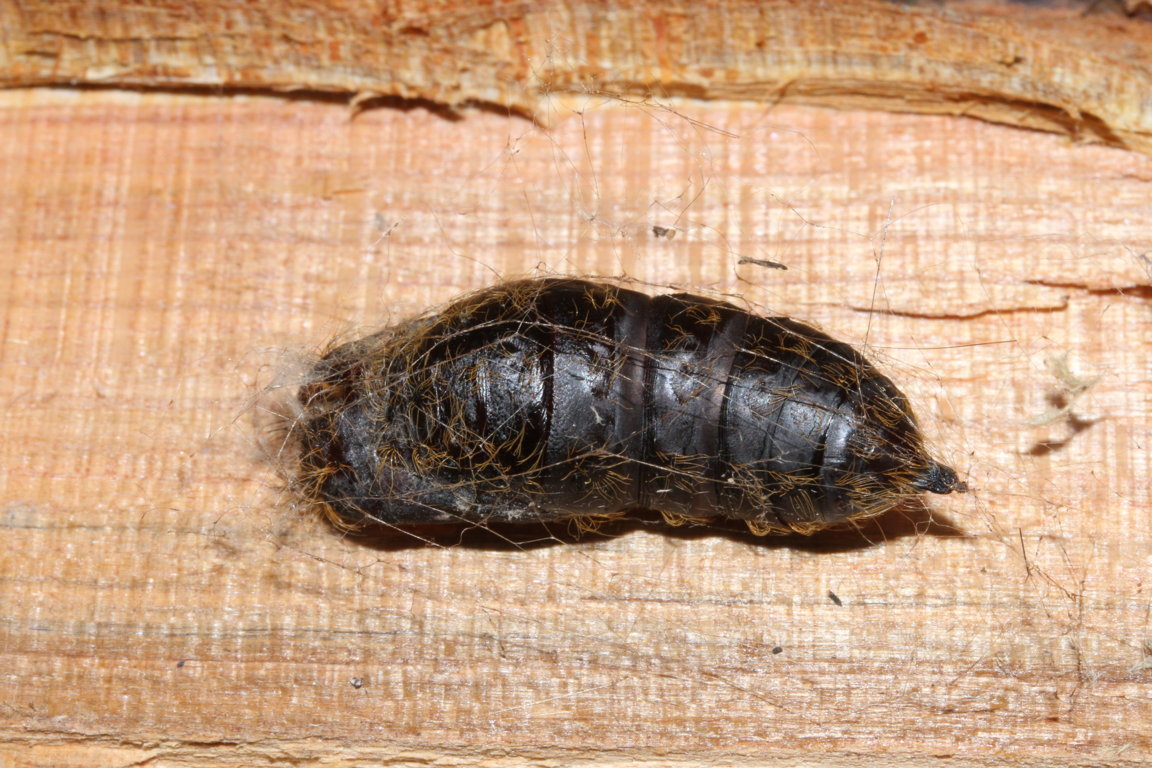 crisalide? - Lymantria dispar