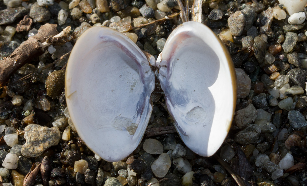 bivalve da confermare