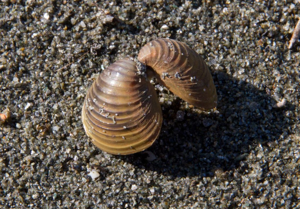 bivalve da confermare