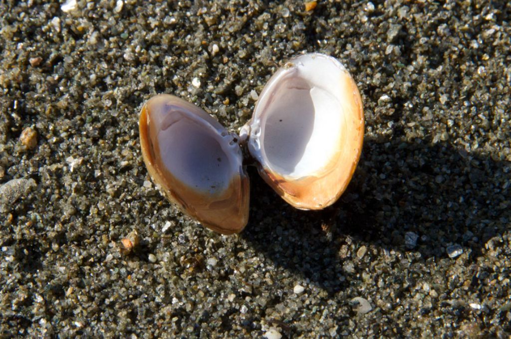bivalve da confermare