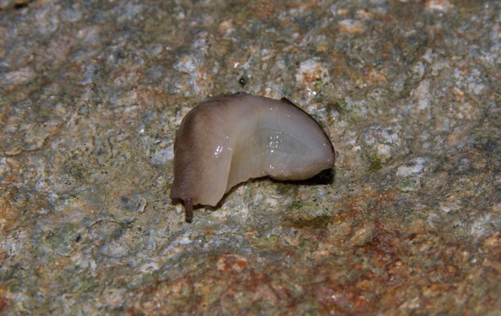 Lehmannia da Val Muggiasca (LC)