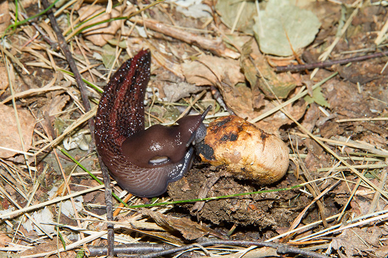 Limax dacampi