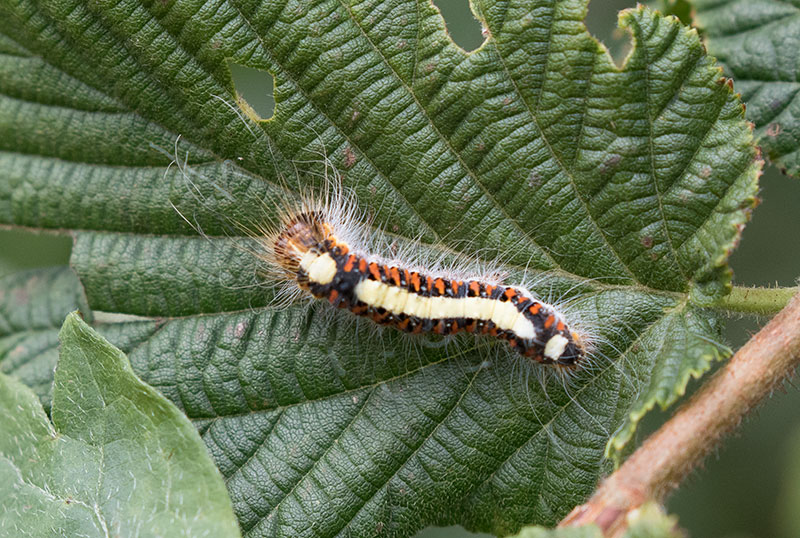 bruco da identificare - Acronicta sp., Noctuidae