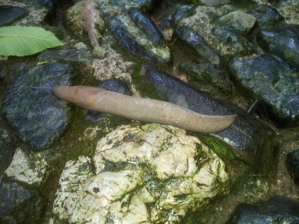 Limax strobeli da Esino Lario