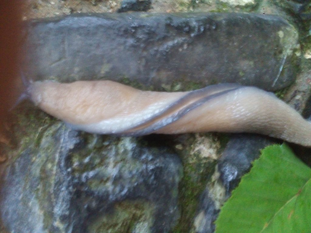 Limax strobeli da Esino Lario