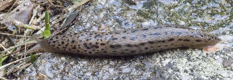 Limax sp