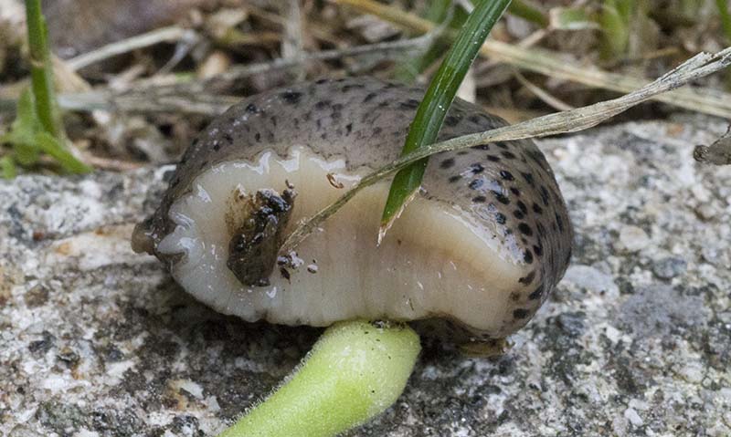 Limax sp