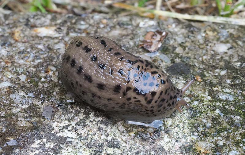 Limax sp