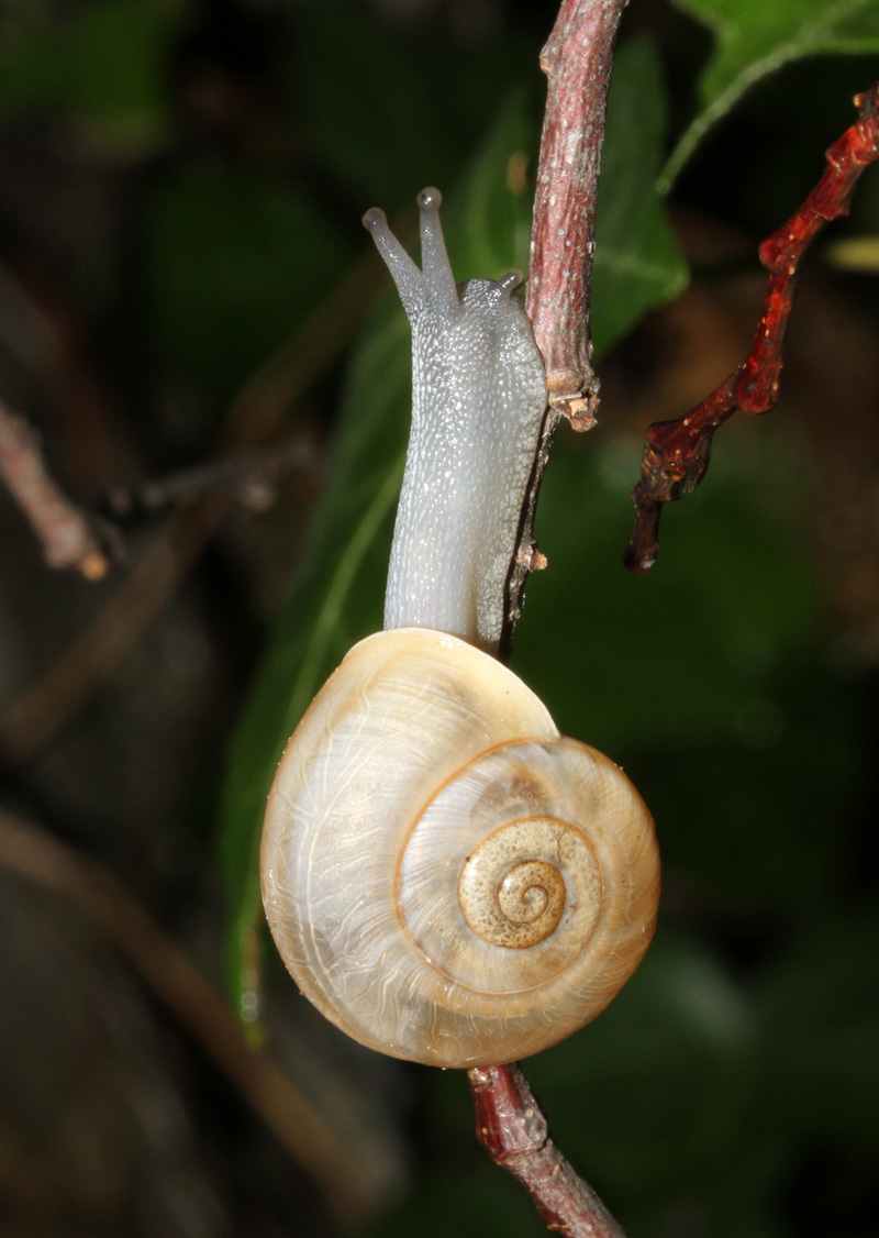 Chilostoma cingulatum ?