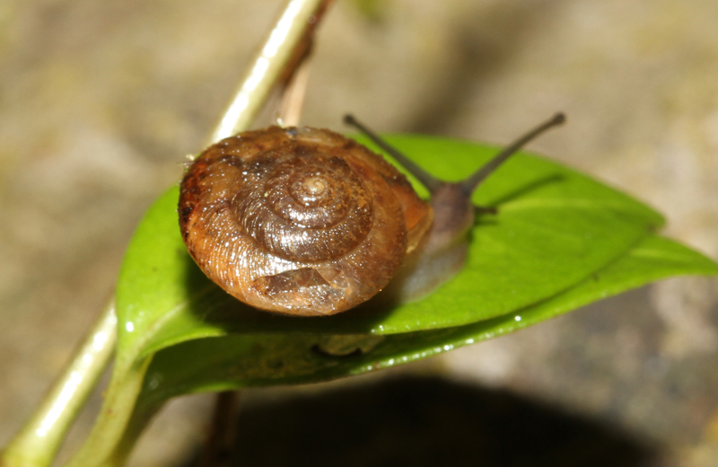 chiocciolina da determinare