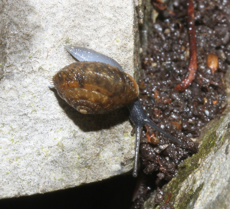 chiocciolina da determinare