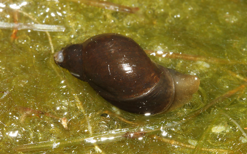 chiocciola di stagno