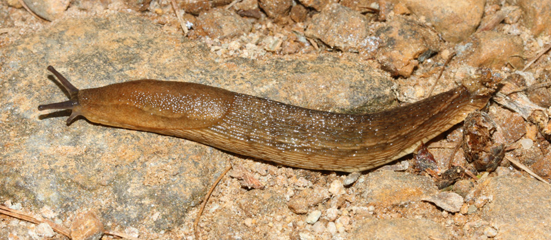 Arion subfuscus (Draparnaud, 1805) da Val Marcia