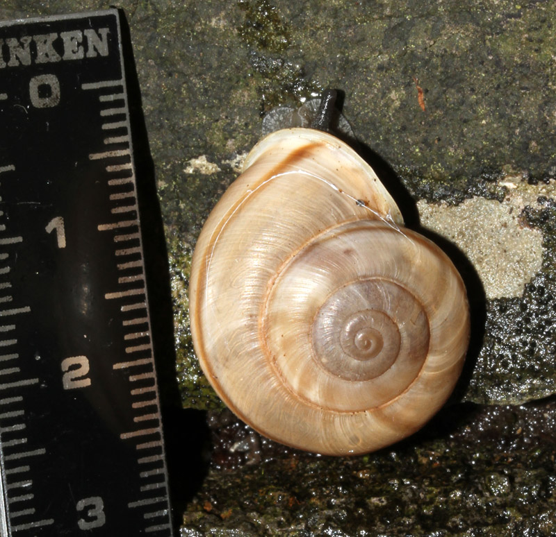 Chilostoma cingulatum ?