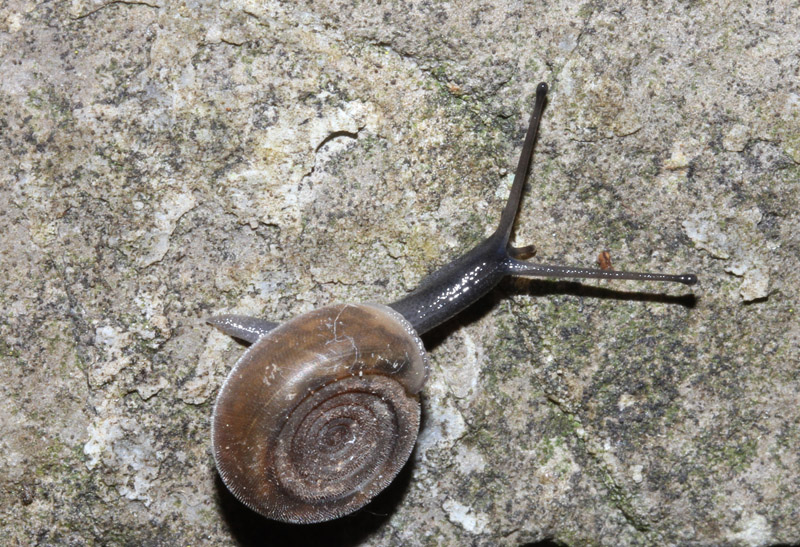 Nuova chiocciola da ID