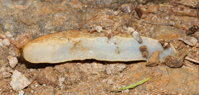 Arion subfuscus (Draparnaud, 1805) da Val Marcia