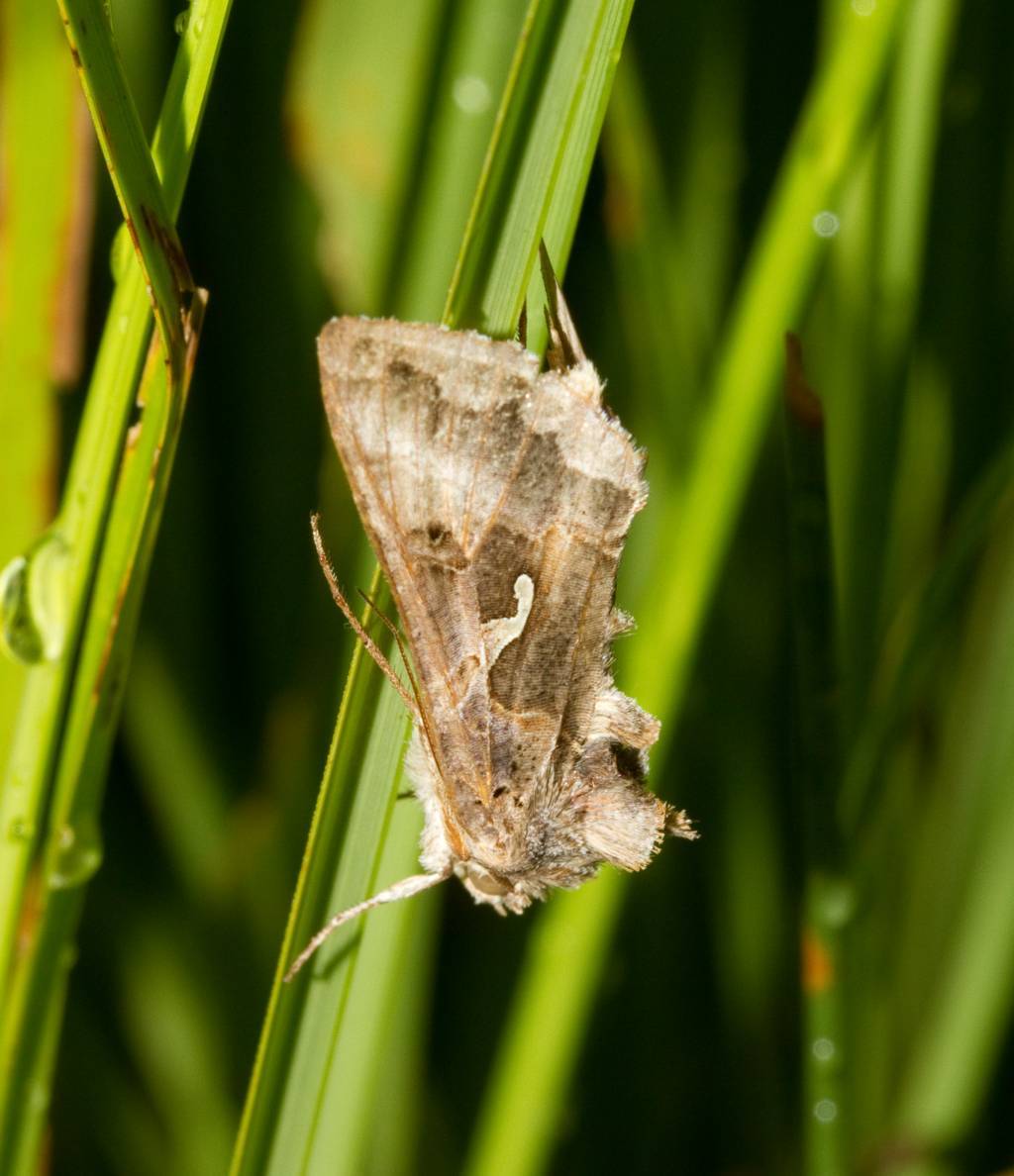 falena da identificare - Autographa gamma