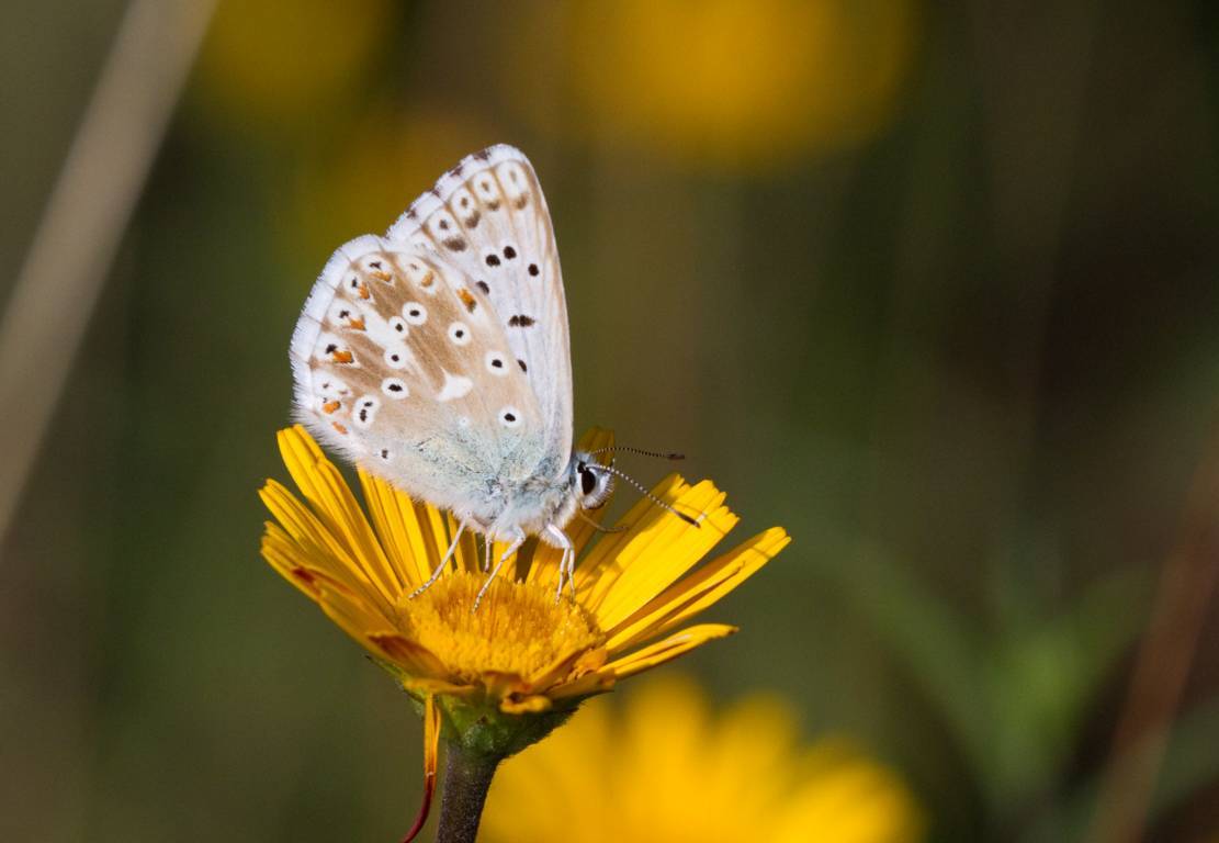 da determinare - Polyommatus (Lysandra) coridon