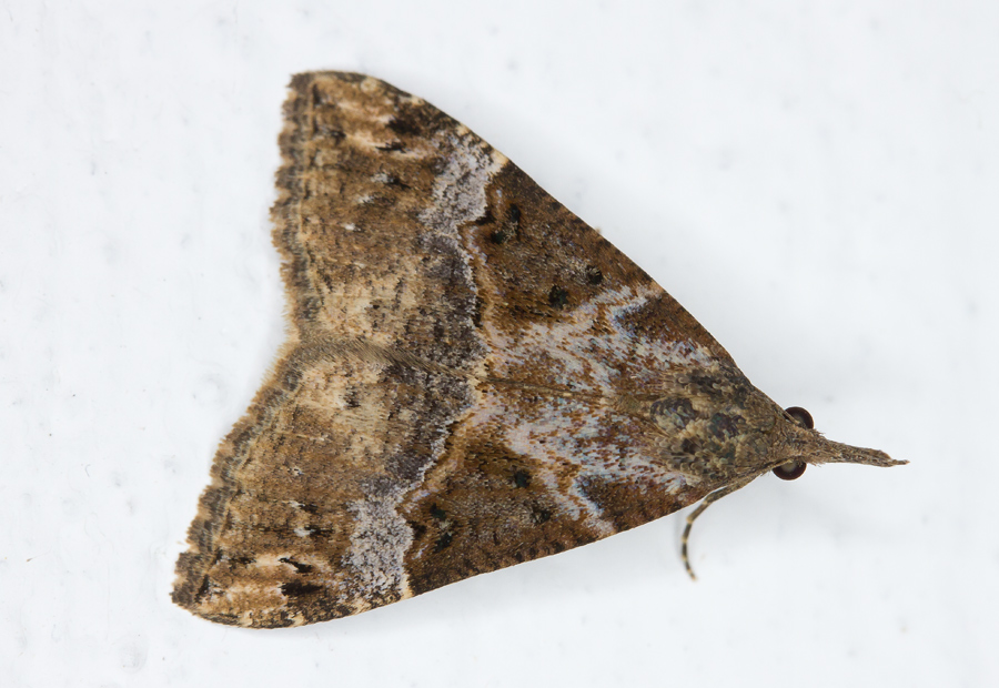 falena da confermare - Hypena (Hypena) obsitalis, Erebidae