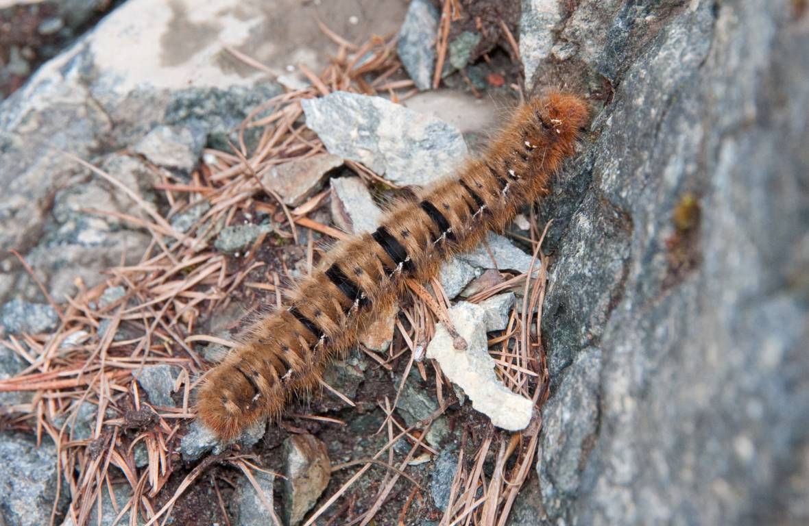 ancora un bruco da identificare - Lasiocampa quercus