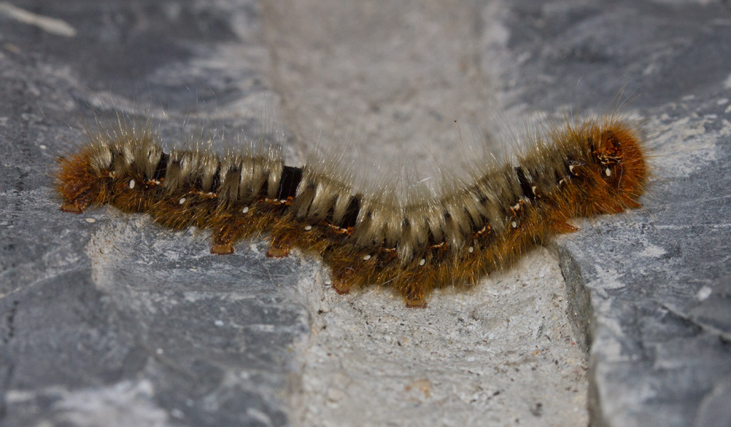 bruco da identificare - Lasiocampa (Lasiocampa) quercus, Lasiocampidae