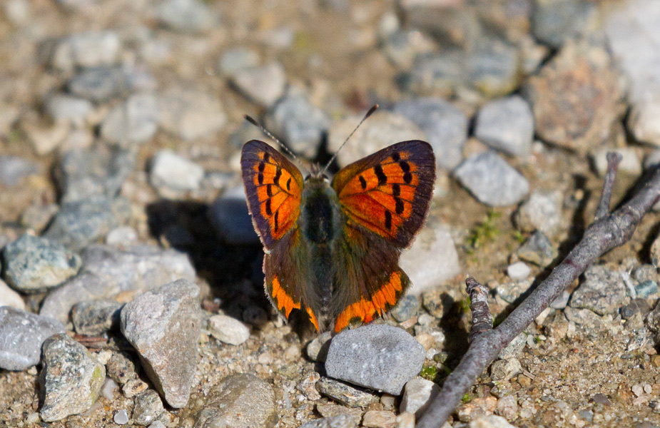 da identificare - Lycaena phlaeas