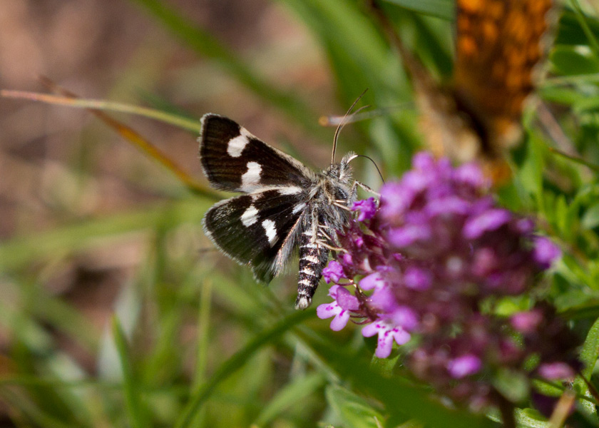 da identificare - Eurrhypis pollinalis, Crambidae