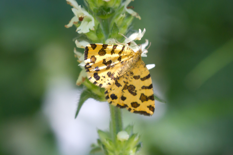 farfalla da identificare - Pseudopanthera macularia, Geometridae