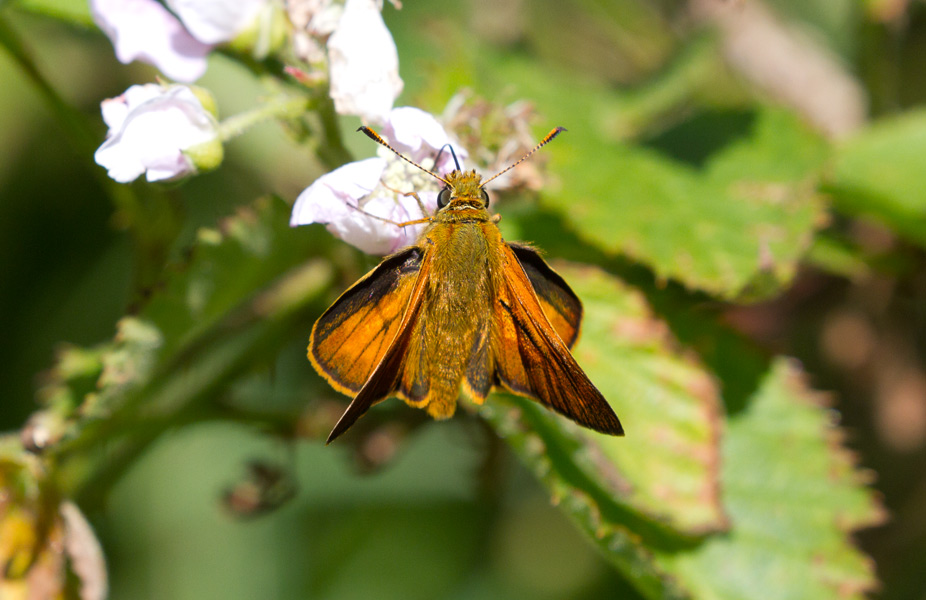 Hesperiidae da identificare - Ochlodes sylvanus