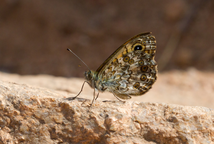 dalla Corsica da identificare: Lasiommata paramegaera - Nymphalidae