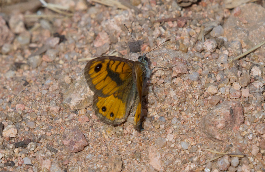 dalla Corsica da identificare: Lasiommata paramegaera - Nymphalidae