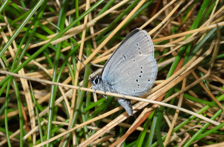 Lycaenidae da identificare - Cupido minimus